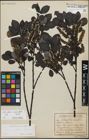 Foto von Salix glabra Scop. x Salix myrsinifolia Salisb.